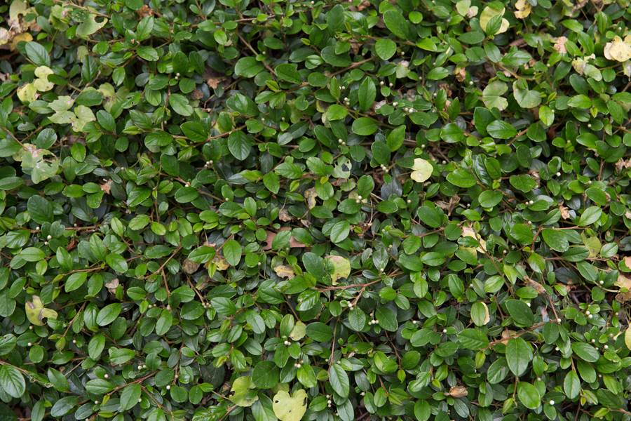 shrub nature evergreen free texture