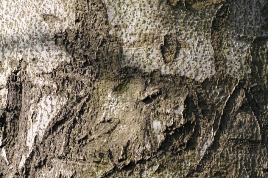 bark beech nature free texture