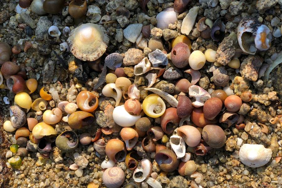 Colorful Pebbles and Shells on the Beach free texture