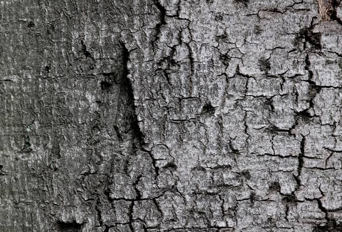 free nature cracked bark texture