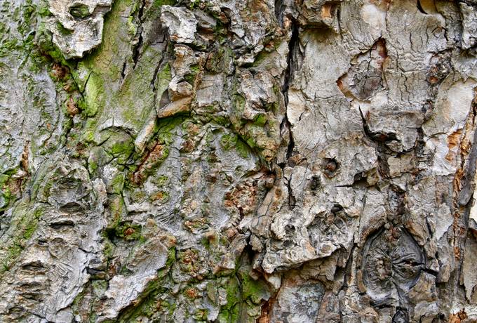 free bark wood forest texture