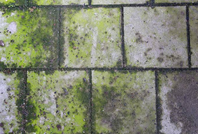 Paving Slabs Covered with Moss