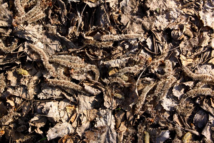 dry leaves ground free texture