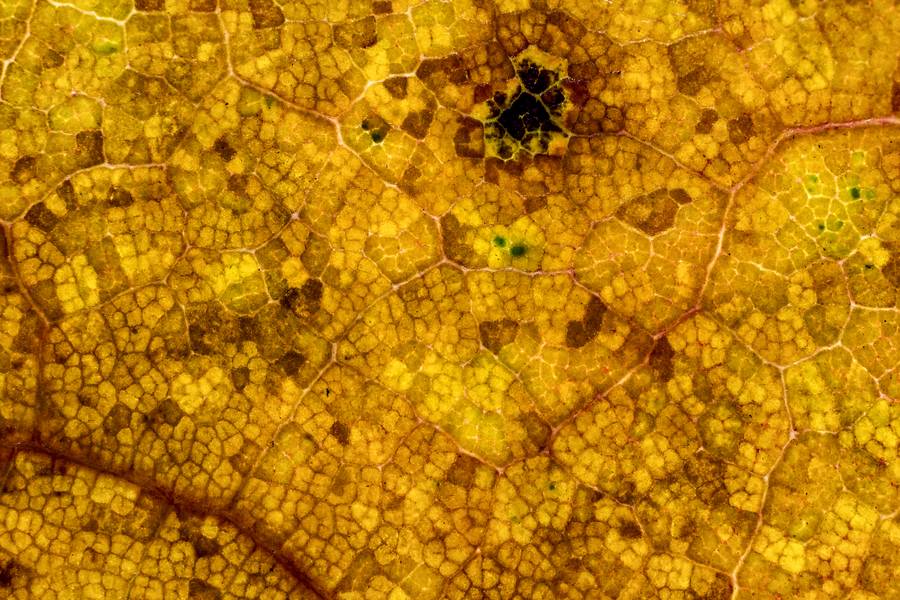 Yellow Autumn Leaf Closeup free texture