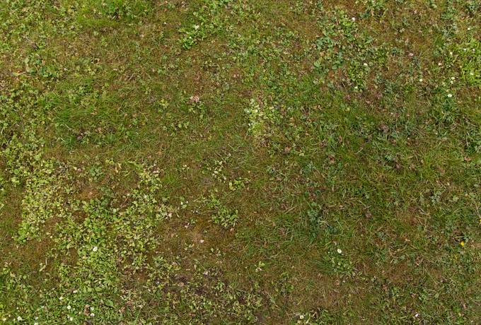 free grass ground green texture