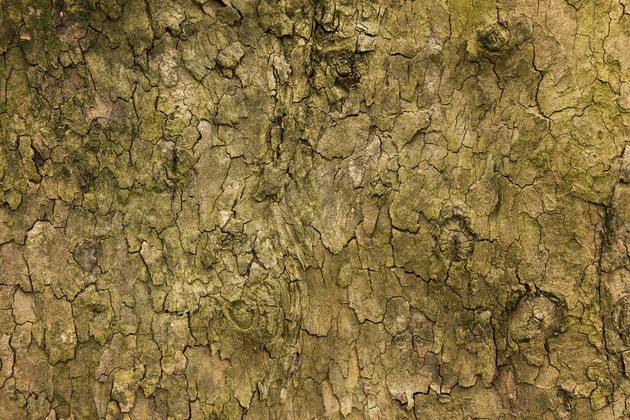 Old Wood Tree Bark free texture