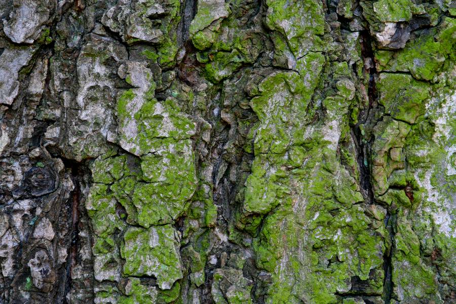 bark wood algae free texture