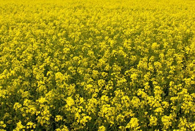 free canola nature field texture