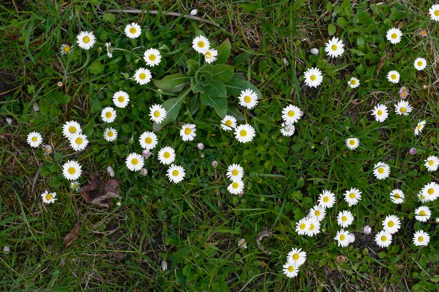 daisy nature grass free texture