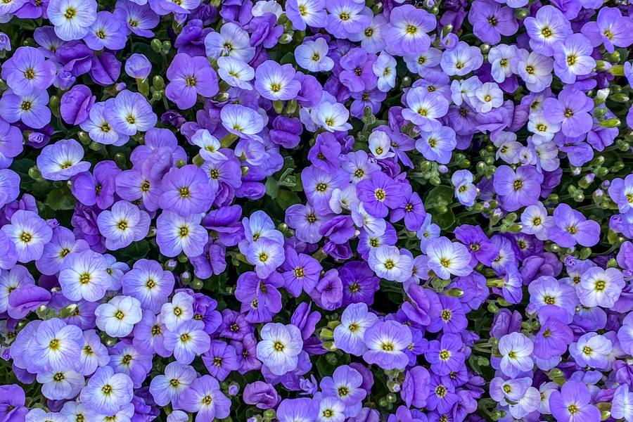 Purple Spring Flowers free texture
