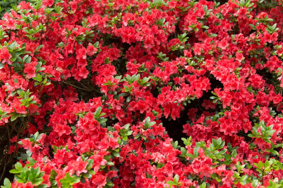 red azalea nature free texture