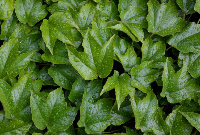 ivy wet leaves
