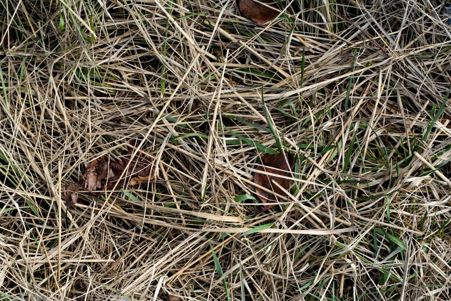 nature hay ground free texture