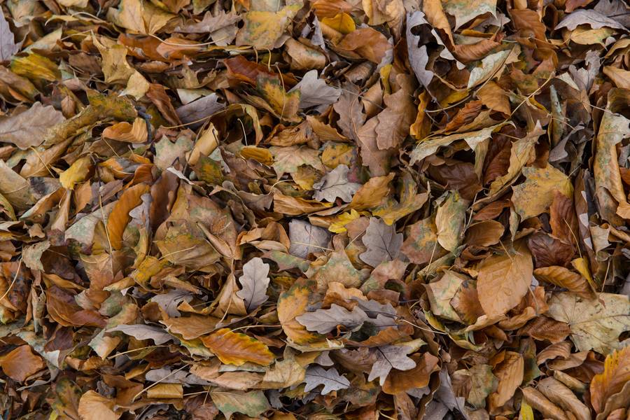 autumn oak leaves free texture