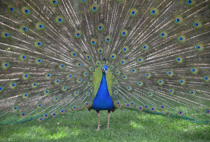 Beautiful Peacock Feathers