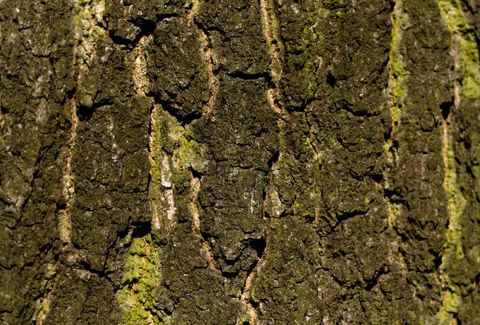 free nature tree bark texture