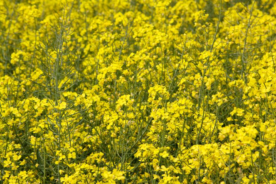 field canola nature free texture