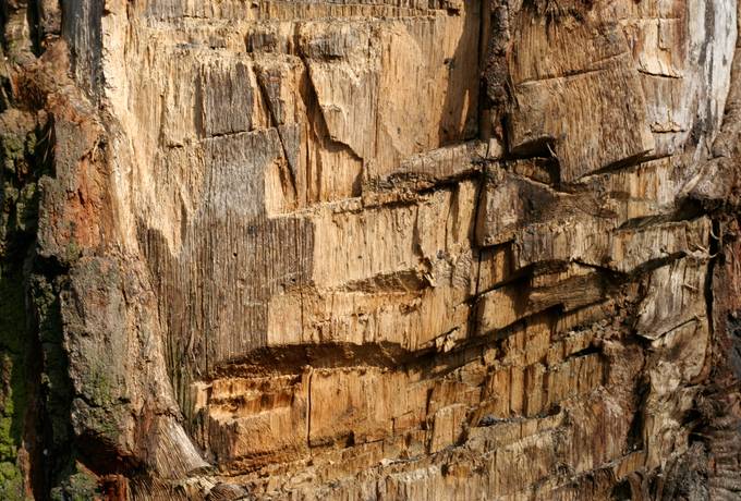 free damaged tree chopped texture