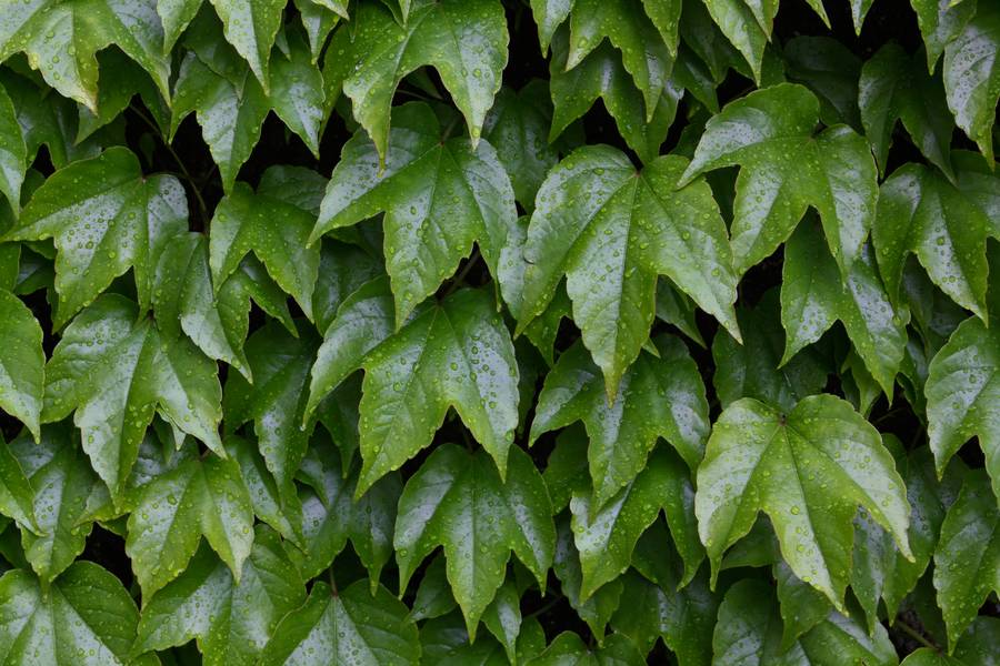 wet green ivy free texture