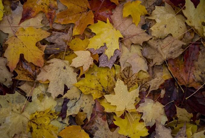 free Autumn Maple Leaves texture