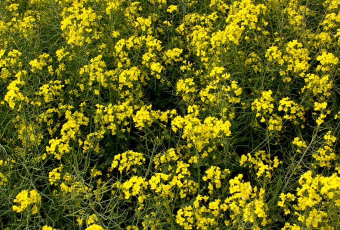 free canola field nature texture