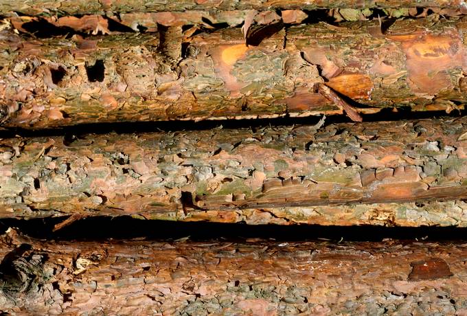 nature wood log