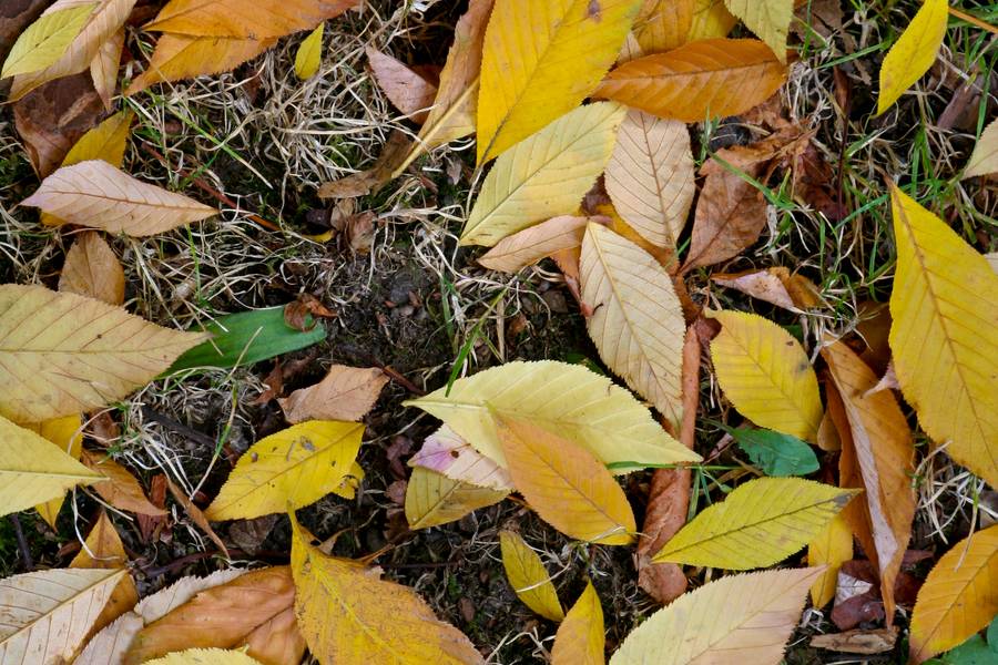 autumn leaves ground free texture