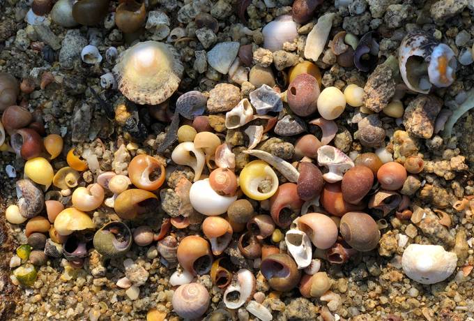 free Colorful Pebbles and Shells on the Beach texture