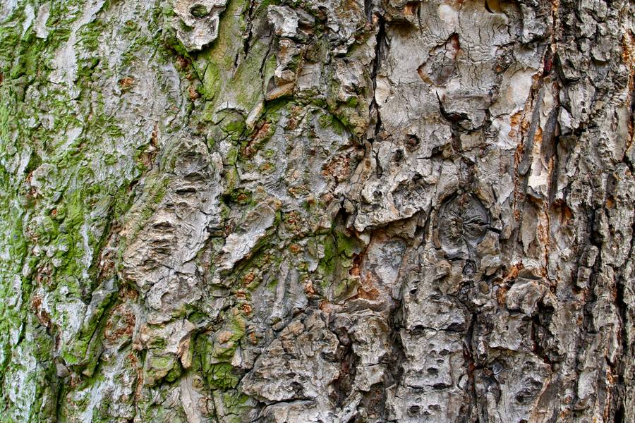 bark nature rough free texture