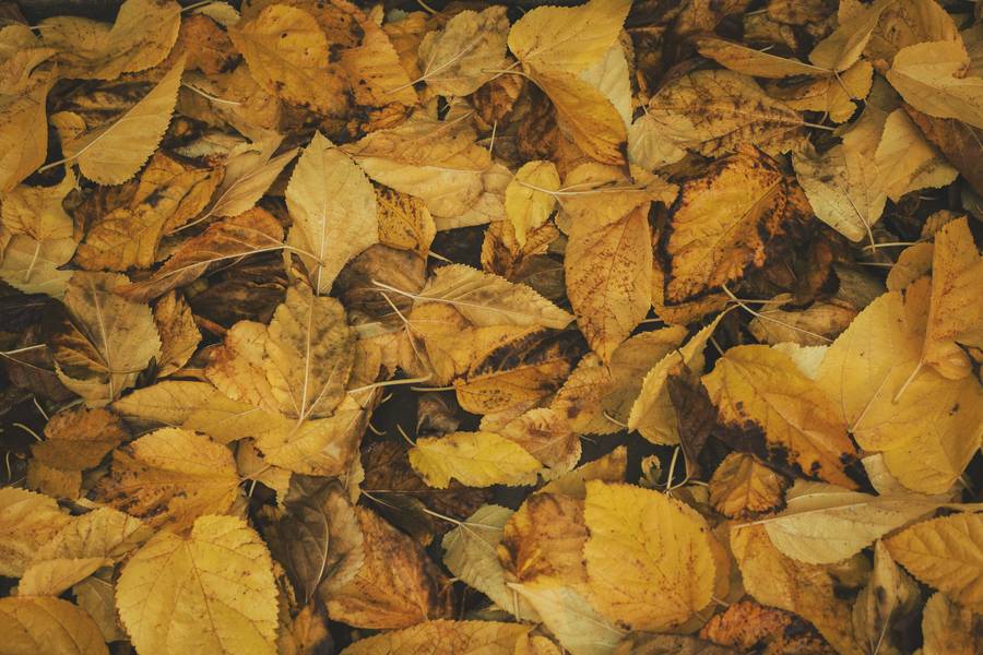 Yellow Autumn Leaves free texture