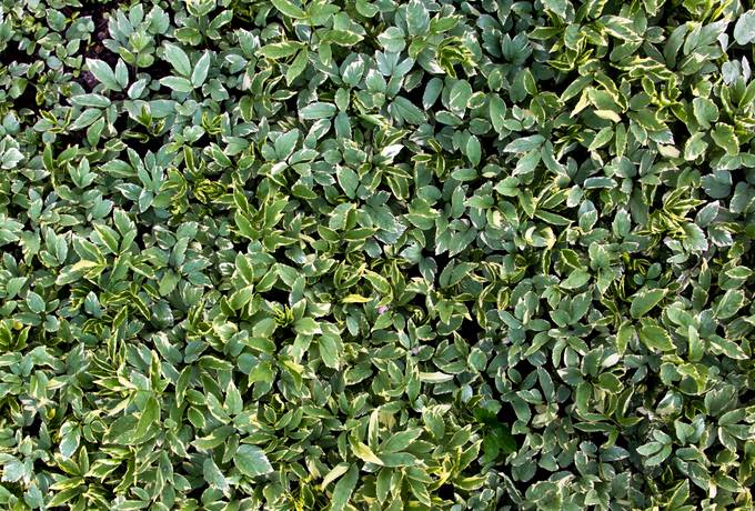 free green nature groundcover texture