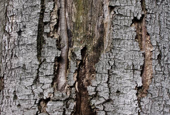 bark nature cracked