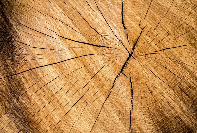 free Wood Round Tree Trunk texture