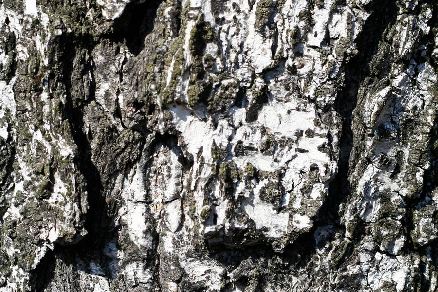 birch bark nature free texture