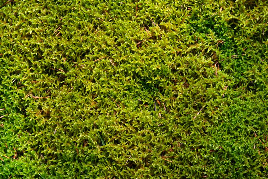 free download sphagnum moss