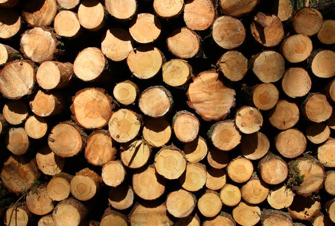 free log timber tree texture