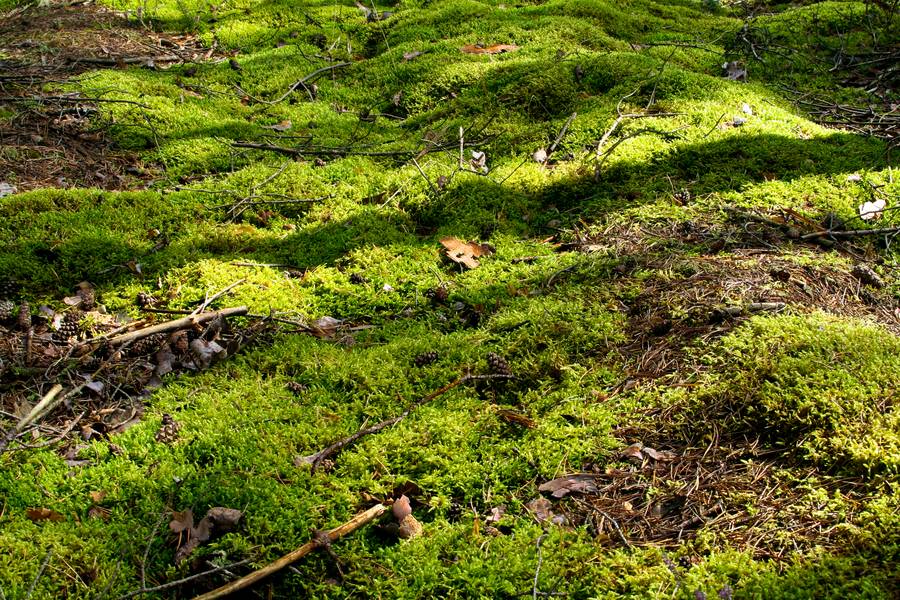 Green Moss Closeup.moss in the Forest. Green Moss Covered the Soil on the  Ground.moss Texture Stock Image - Image of outdoor, natural: 154931161