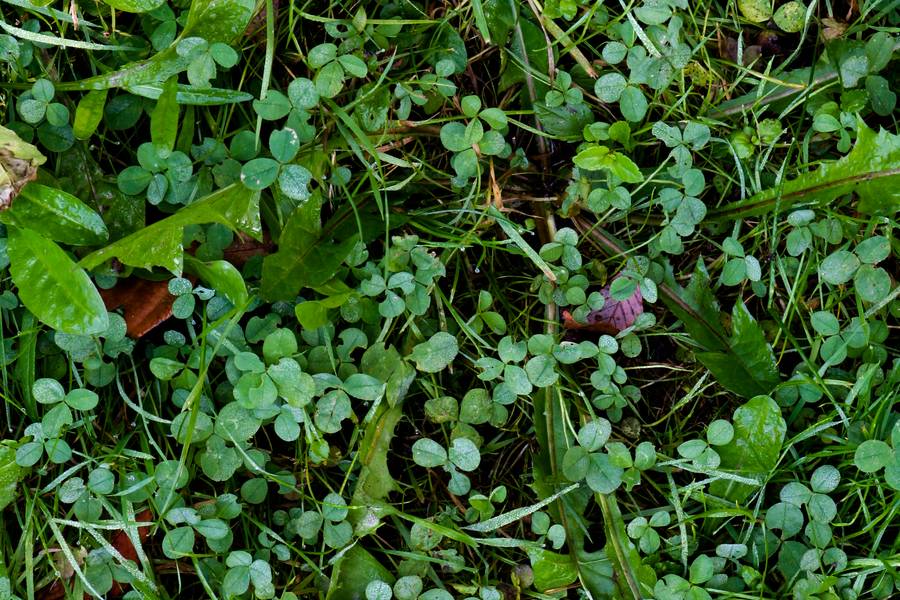 clover weed ground free texture