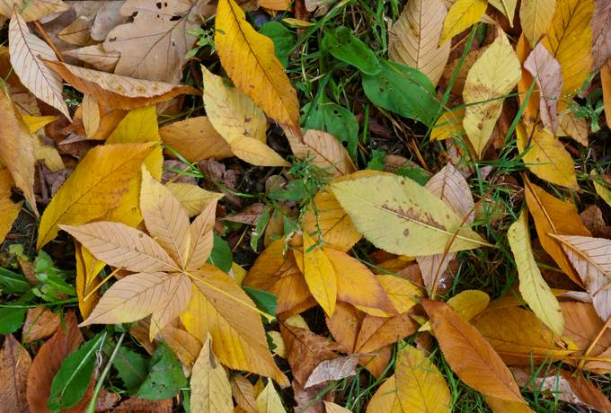 free autumn leaves park texture