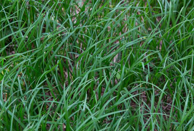 green Carex grass