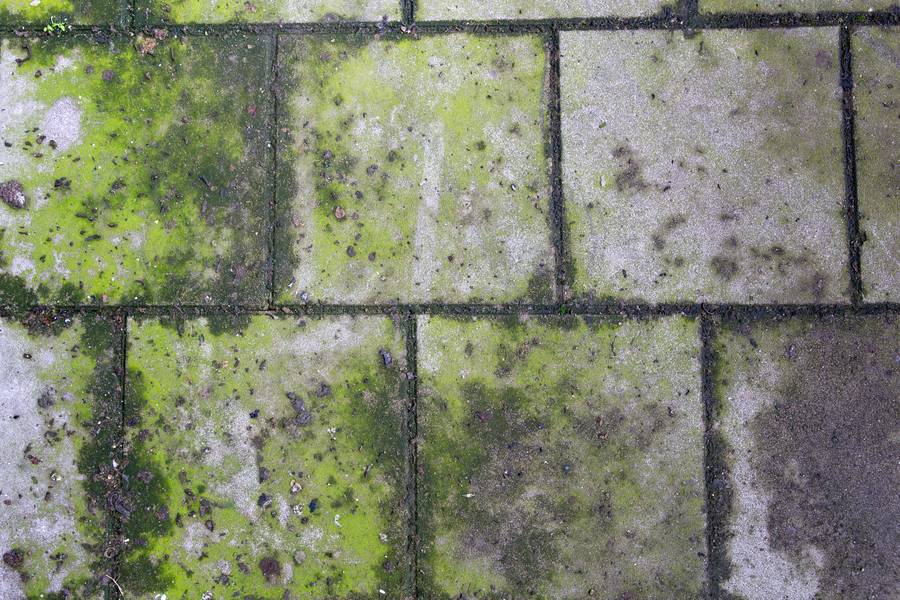 Paving Slabs Covered with Moss free texture