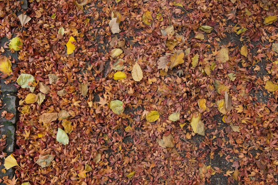 leaves path park free texture