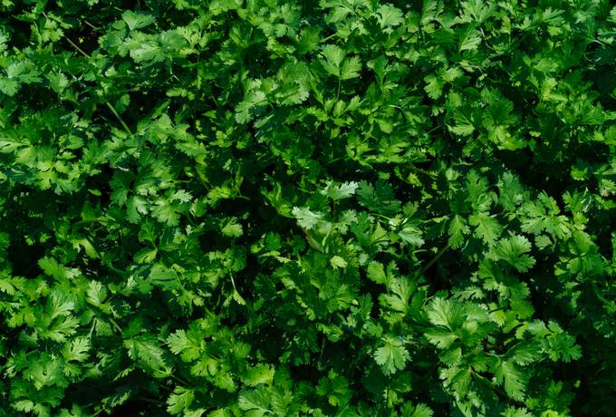 free Green Parsley Leaves texture