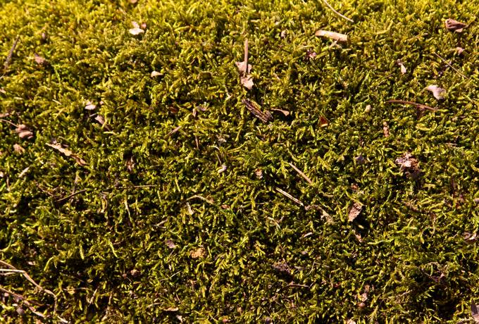 moss plant nature