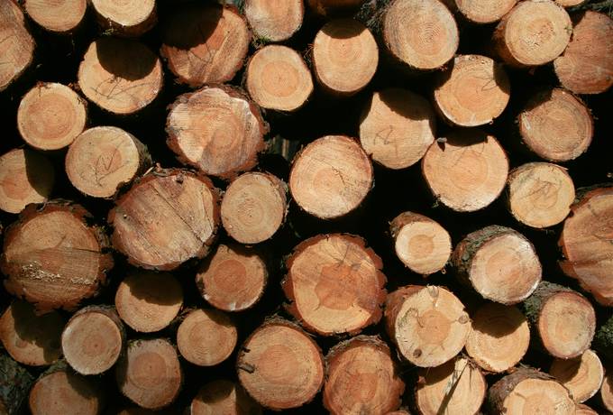 free woodpile timber log texture