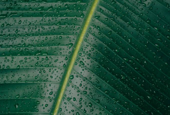 Water Drops on Green Leaf