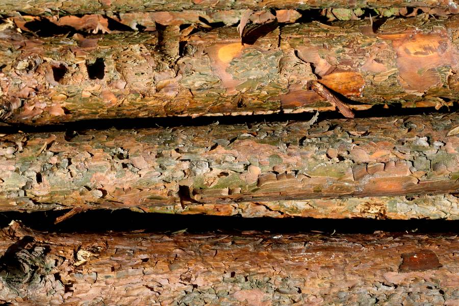 nature wood log free texture