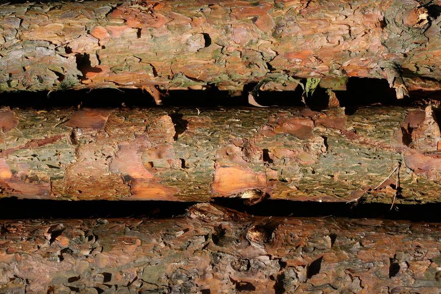 timber bark peeling free texture