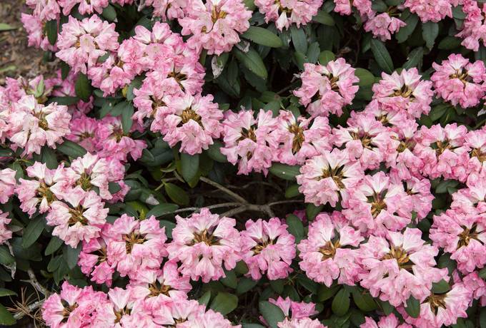 rhododendron flowers pink