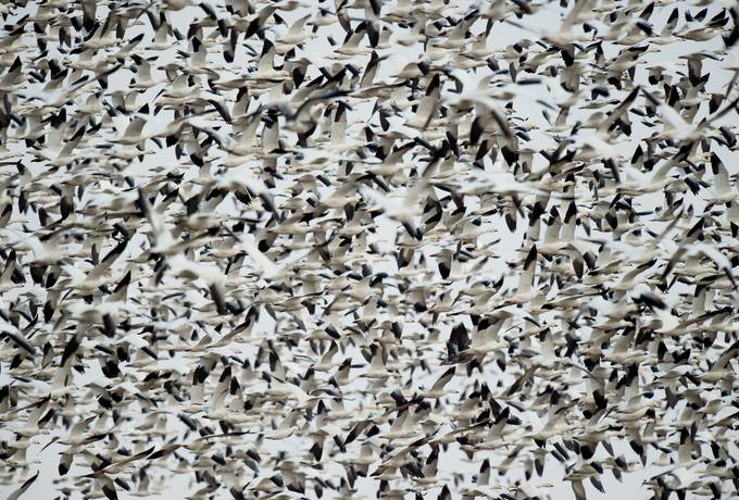 Thousands of Birds in the Sky